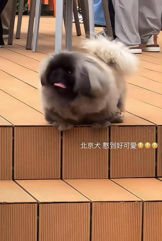 汪小菲婚房首曝光！院子超大装修豪华，烤全羊...（组图） - 9