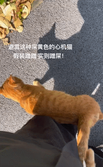 【宠物】喊橘猫吃饭,它在角落迟迟不动,主人把它挪开后,被气炸了...网友:孩子静悄悄,必定在作妖(组图) - 8