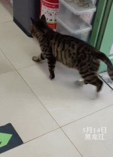 【宠物】喊橘猫吃饭,它在角落迟迟不动,主人把它挪开后,被气炸了...网友:孩子静悄悄,必定在作妖(组图) - 20