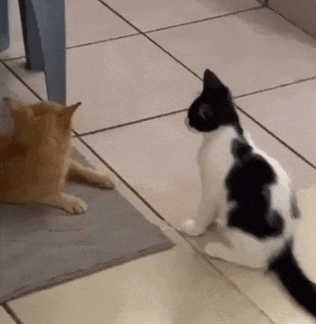 【宠物】喊橘猫吃饭,它在角落迟迟不动,主人把它挪开后,被气炸了...网友:孩子静悄悄,必定在作妖(组图) - 10