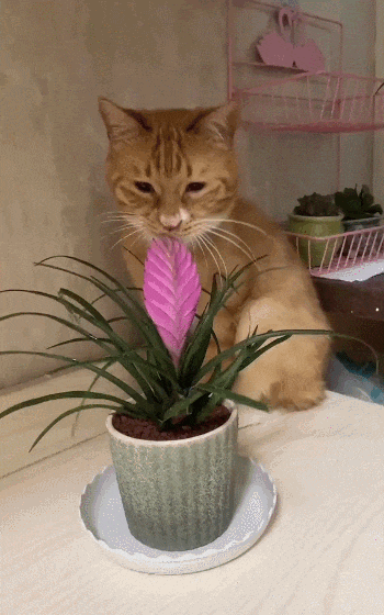 【宠物】喊橘猫吃饭,它在角落迟迟不动,主人把它挪开后,被气炸了...网友:孩子静悄悄,必定在作妖(组图) - 3