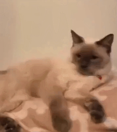 【宠物】喊橘猫吃饭,它在角落迟迟不动,主人把它挪开后,被气炸了...网友:孩子静悄悄,必定在作妖(组图) - 6