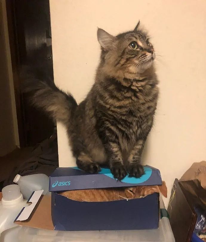 【宠物】喊橘猫吃饭,它在角落迟迟不动,主人把它挪开后,被气炸了...网友:孩子静悄悄,必定在作妖(组图) - 17