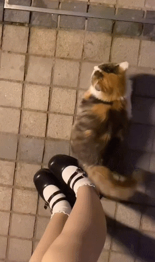 【宠物】喊橘猫吃饭,它在角落迟迟不动,主人把它挪开后,被气炸了...网友:孩子静悄悄,必定在作妖(组图) - 9