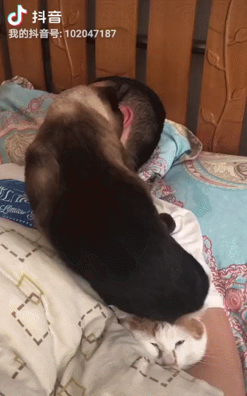 【宠物】喊橘猫吃饭,它在角落迟迟不动,主人把它挪开后,被气炸了...网友:孩子静悄悄,必定在作妖(组图) - 7