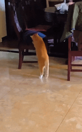 【宠物】喊橘猫吃饭,它在角落迟迟不动,主人把它挪开后,被气炸了...网友:孩子静悄悄,必定在作妖(组图) - 5