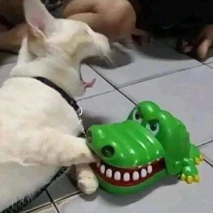【宠物】喊橘猫吃饭,它在角落迟迟不动,主人把它挪开后,被气炸了...网友:孩子静悄悄,必定在作妖(组图) - 1