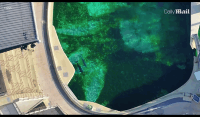 海洋公园倒闭，把虎鲸海豚全留下！荒废水池已发绿发臭，它们却要在里面游泳...（组图） - 3