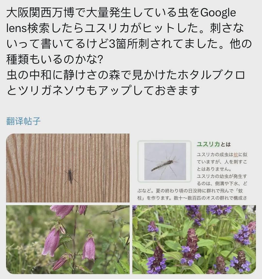 慎点！日本世博会惊现虫群，场馆内外爬满虫子，游客被吓到四处逃窜（视频/组图） - 19