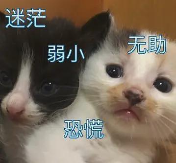 两块五的劣质奶粉一采购就是几万桶,他们准备卖给谁……(组图) - 17