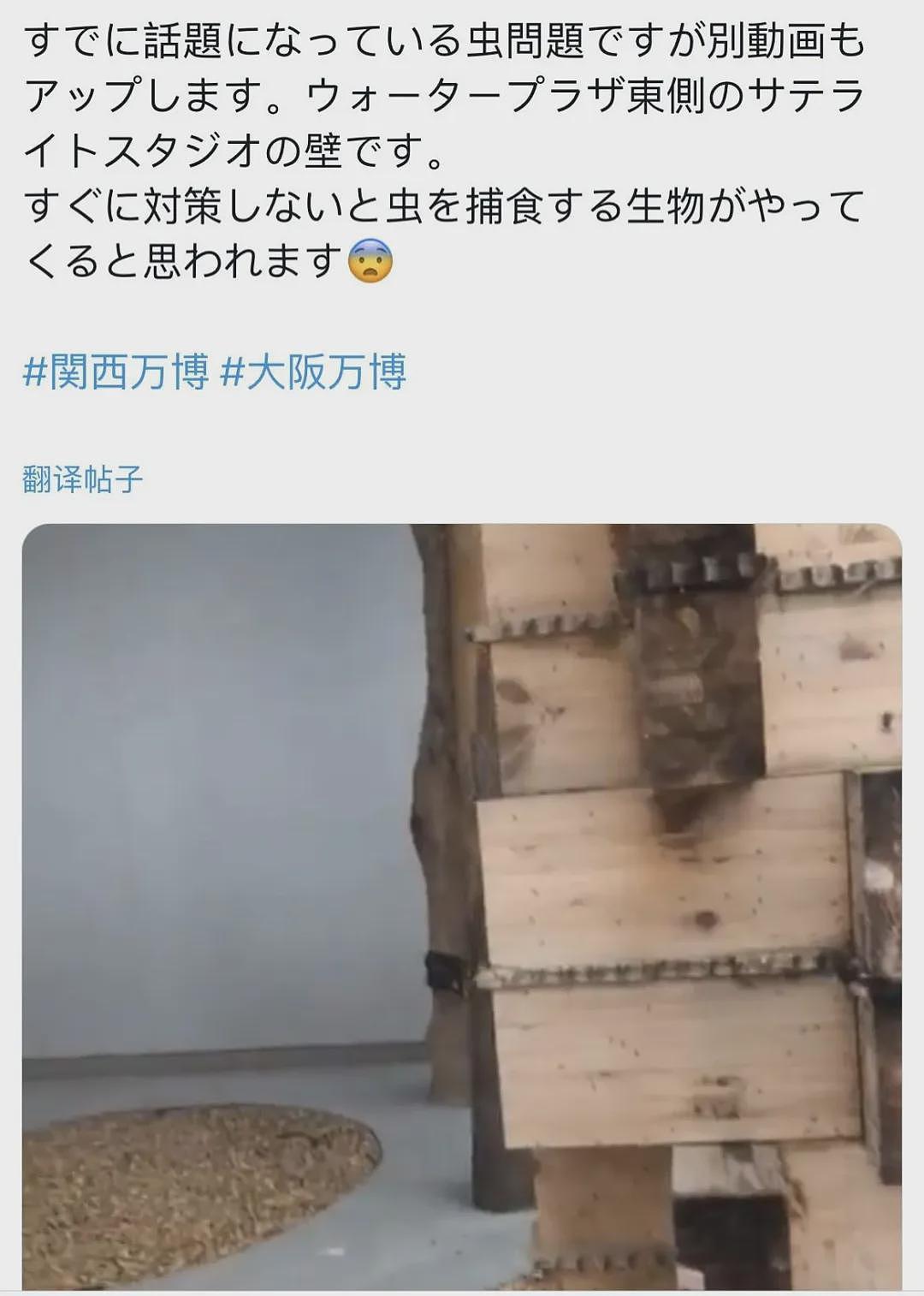 慎点！日本世博会惊现虫群，场馆内外爬满虫子，游客被吓到四处逃窜（视频/组图） - 17