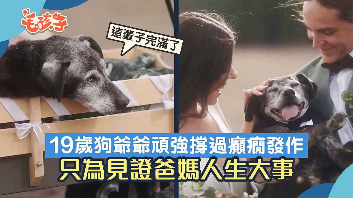 19岁澳洲老狗顽强撑过癫痫，参与主人婚礼后便安详离去：奉上最后祝福（组图） - 1