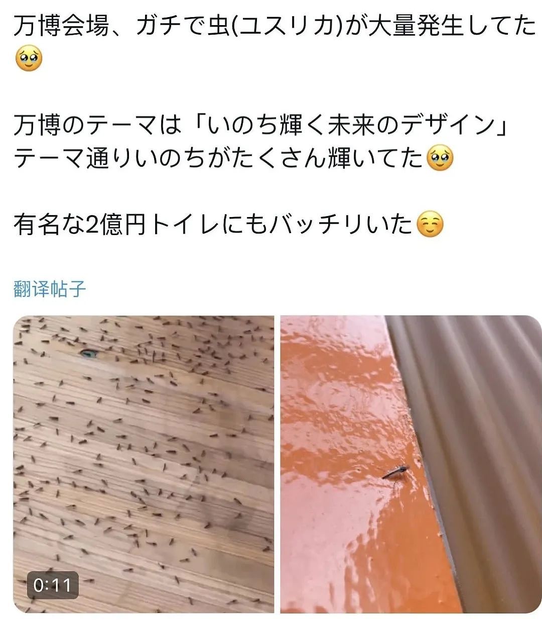 密密麻麻！大阪世博会蚊虫满天飞满地爬，法国馆展品都爬满了，游客一张嘴就吃蛋白质...（组图） - 35