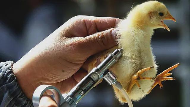为何科学家警告禽流感可能成为下一场全球大流行病（组图） - 4