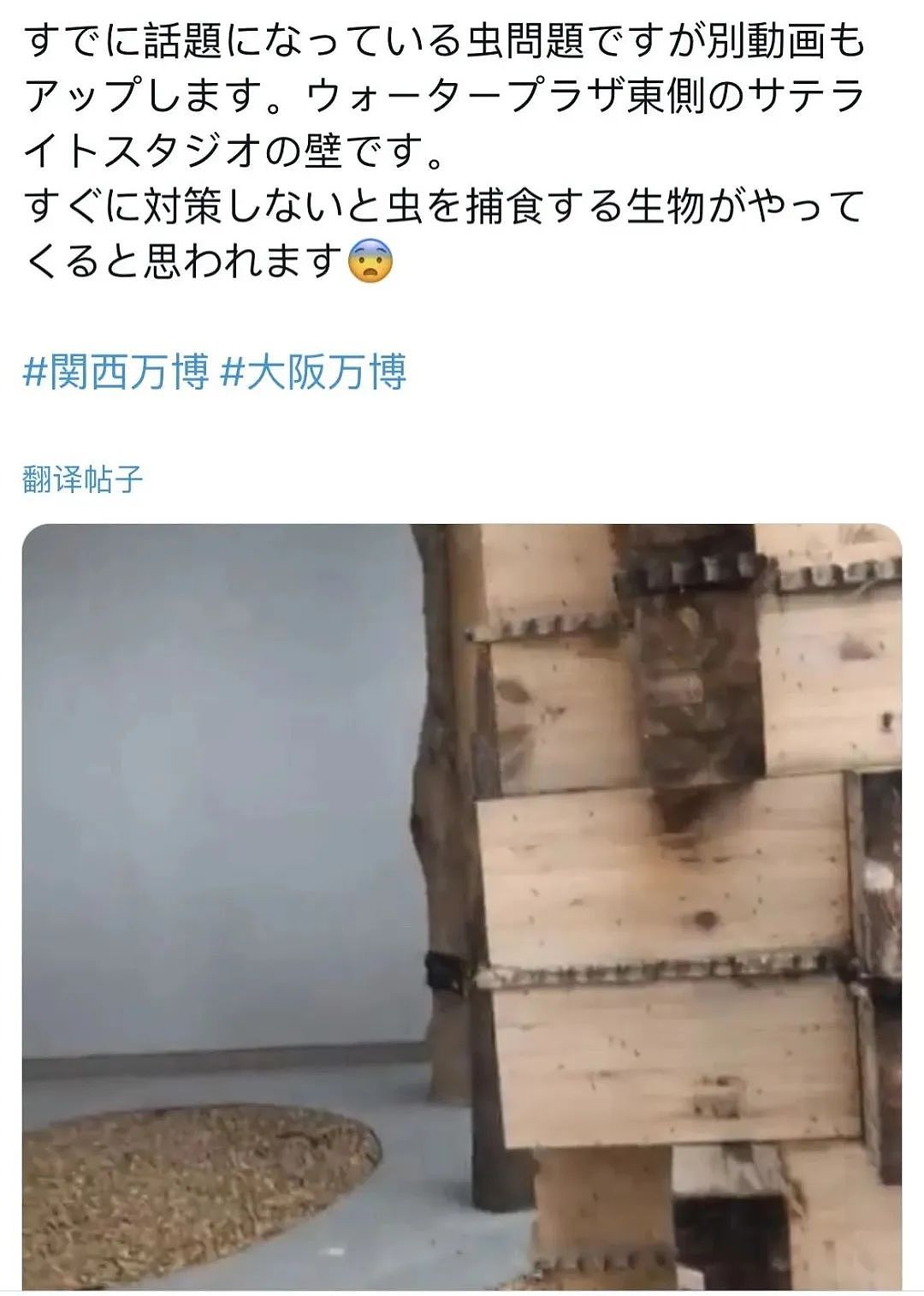 密密麻麻！大阪世博会蚊虫满天飞满地爬，法国馆展品都爬满了，游客一张嘴就吃蛋白质...（组图） - 23
