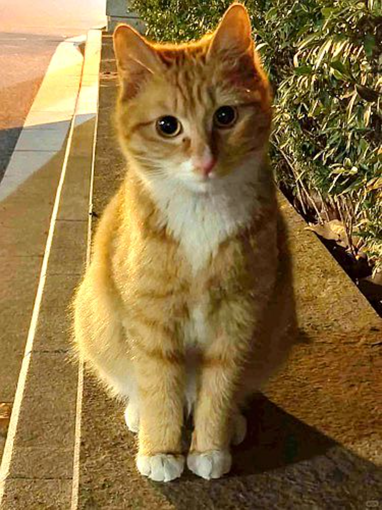 南京大学校庆日“校猫”被钢珠打碎头骨（组图） - 2