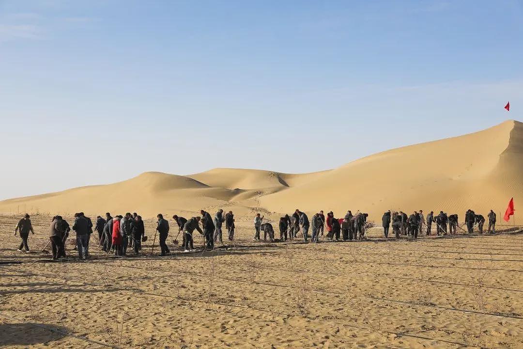 中国人在沙漠种的10万株玫瑰,开花了!网友:顶级浪漫,却看得泪目(组图) - 1
