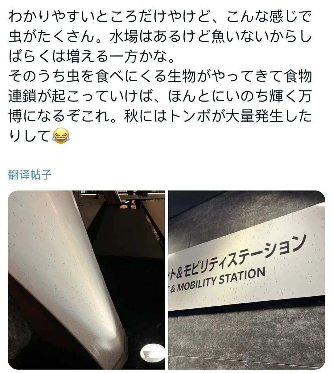 密密麻麻！大阪世博会蚊虫满天飞满地爬，法国馆展品都爬满了，游客一张嘴就吃蛋白质...（组图） - 24