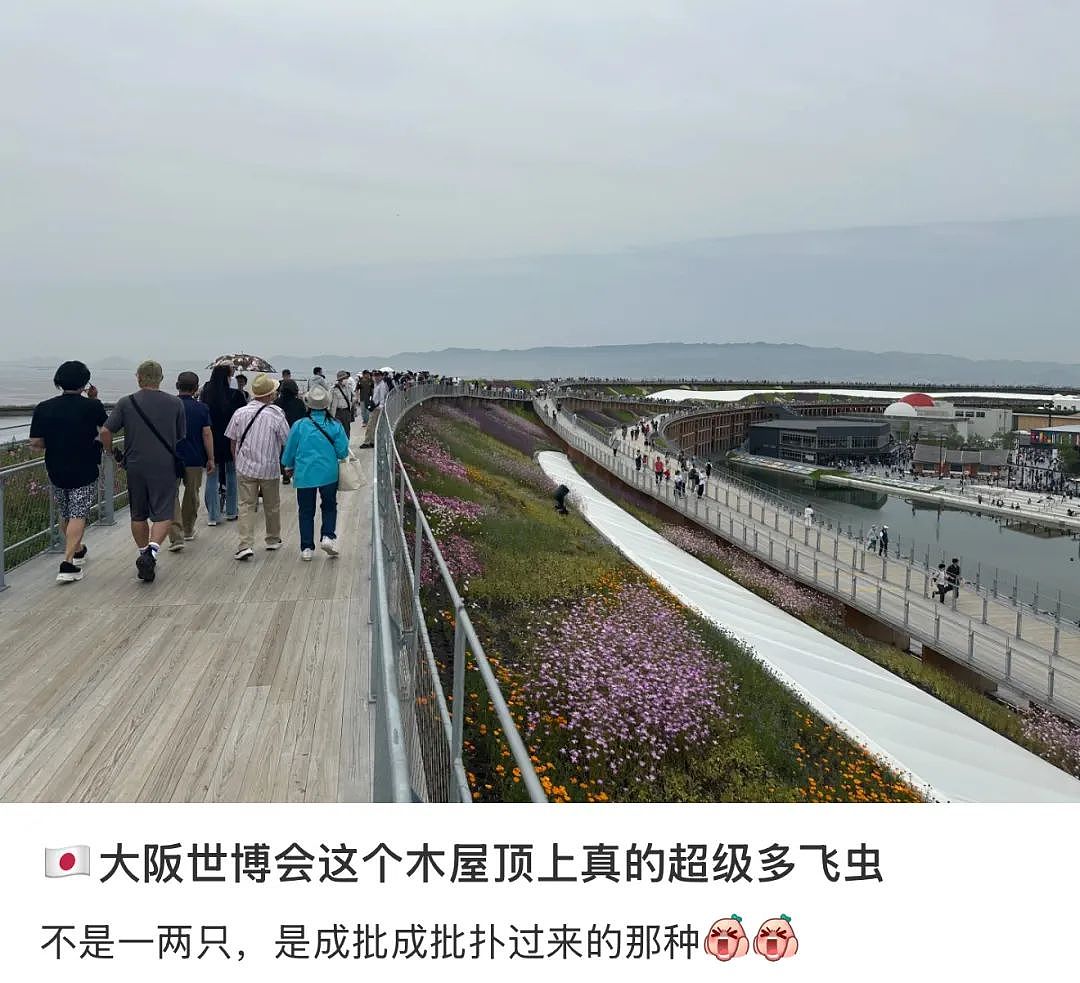 密密麻麻！大阪世博会蚊虫满天飞满地爬，法国馆展品都爬满了，游客一张嘴就吃蛋白质...（组图） - 27