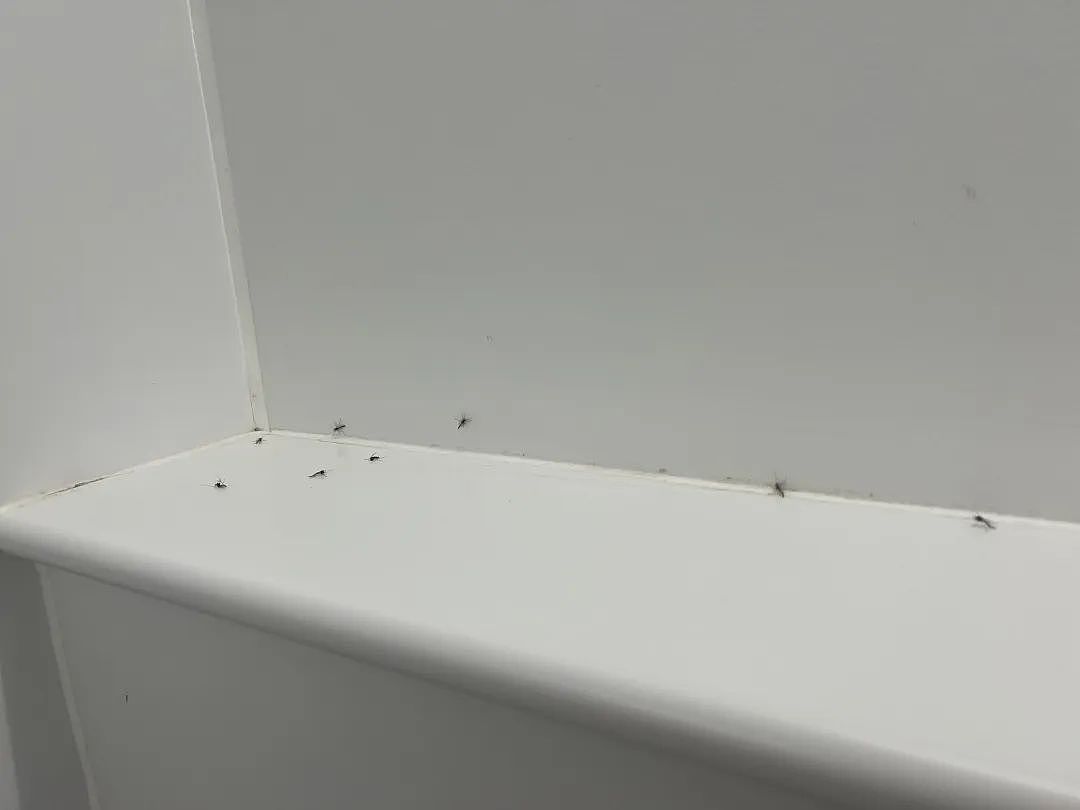 密密麻麻！大阪世博会蚊虫满天飞满地爬，法国馆展品都爬满了，游客一张嘴就吃蛋白质...（组图） - 13