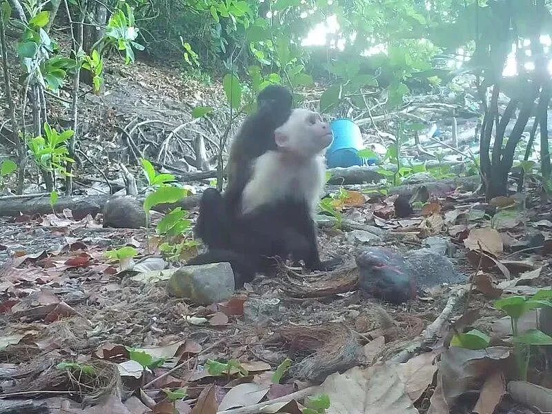 【宠物】一只猴变绑架犯，上别的族群狂偷小猴，带得整个猴群都开始偷！是吃饱撑的（组图） - 6