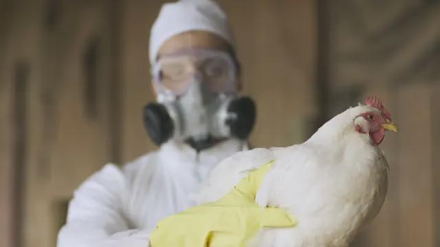 为何科学家警告禽流感可能成为下一场全球大流行病（组图） - 1