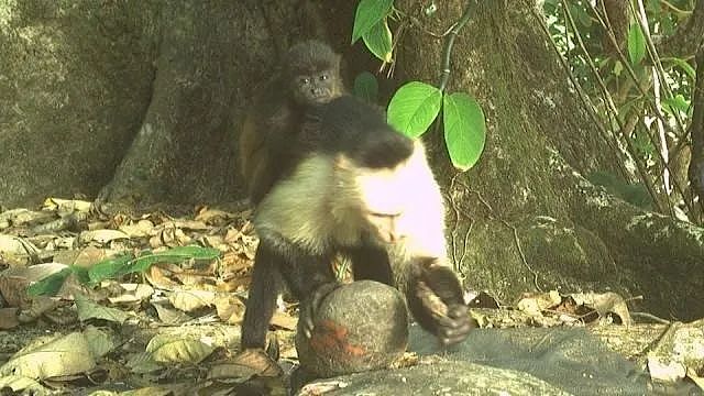 【宠物】一只猴变绑架犯，上别的族群狂偷小猴，带得整个猴群都开始偷！是吃饱撑的（组图） - 2