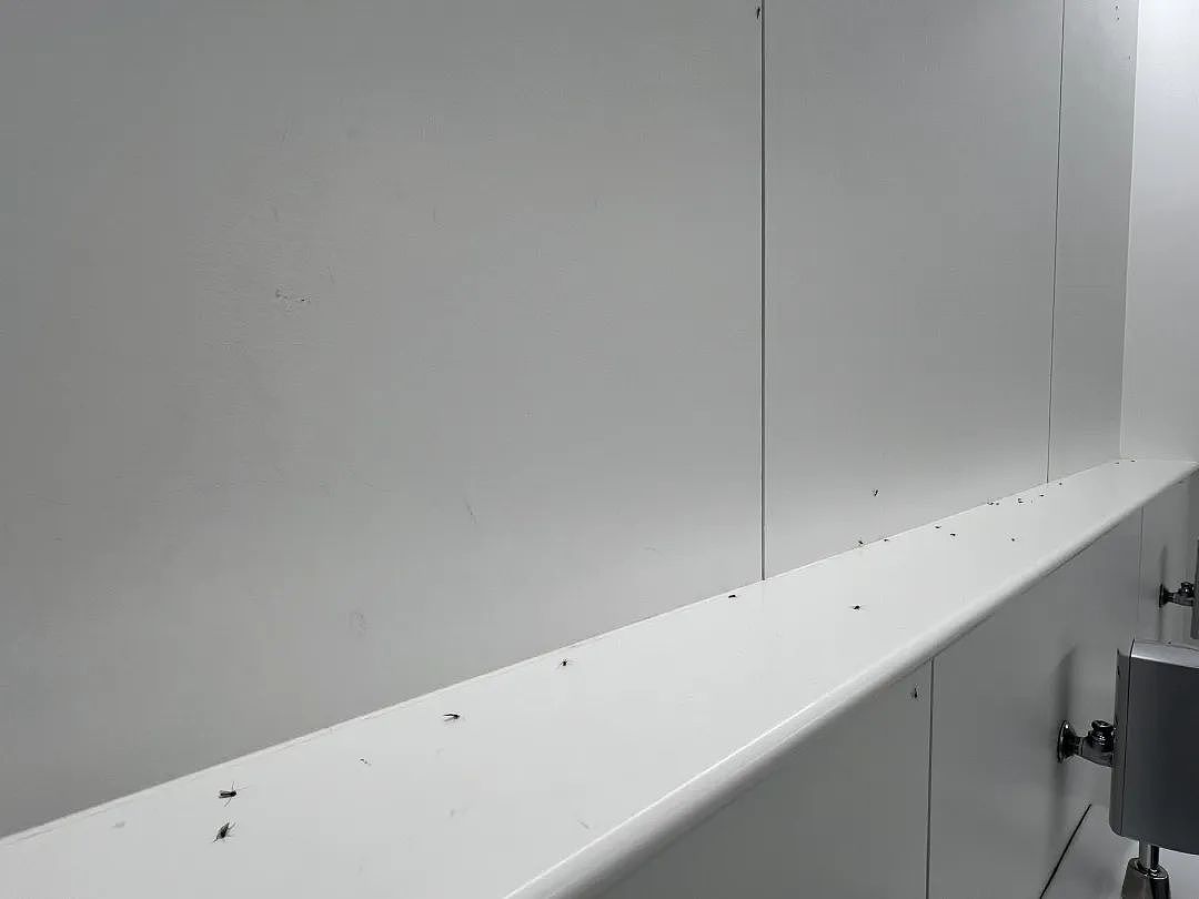 密密麻麻！大阪世博会蚊虫满天飞满地爬，法国馆展品都爬满了，游客一张嘴就吃蛋白质...（组图） - 14