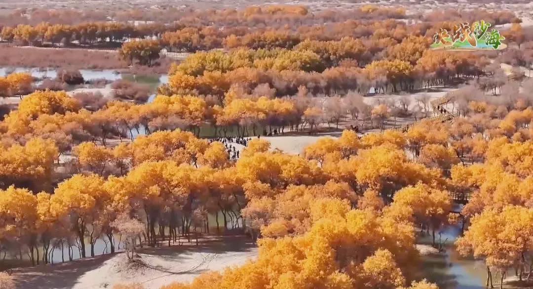 中国人在沙漠种的10万株玫瑰,开花了!网友:顶级浪漫,却看得泪目(组图) - 8