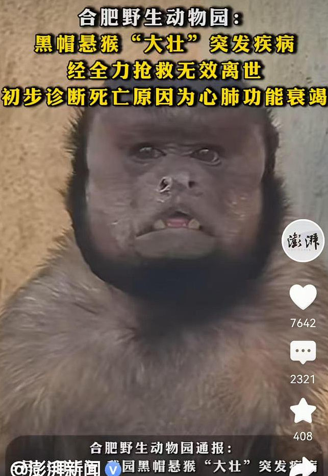 “国字脸”网红猴去世,网友直言美国副总统万斯真命苦,想让他回中国一趟(组图) - 1