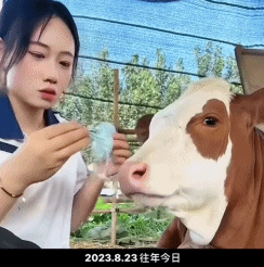 “不要小看牛马之间的羁绊啊”,都市人把村里的牛捧成新晋萌宠了(组图) - 20