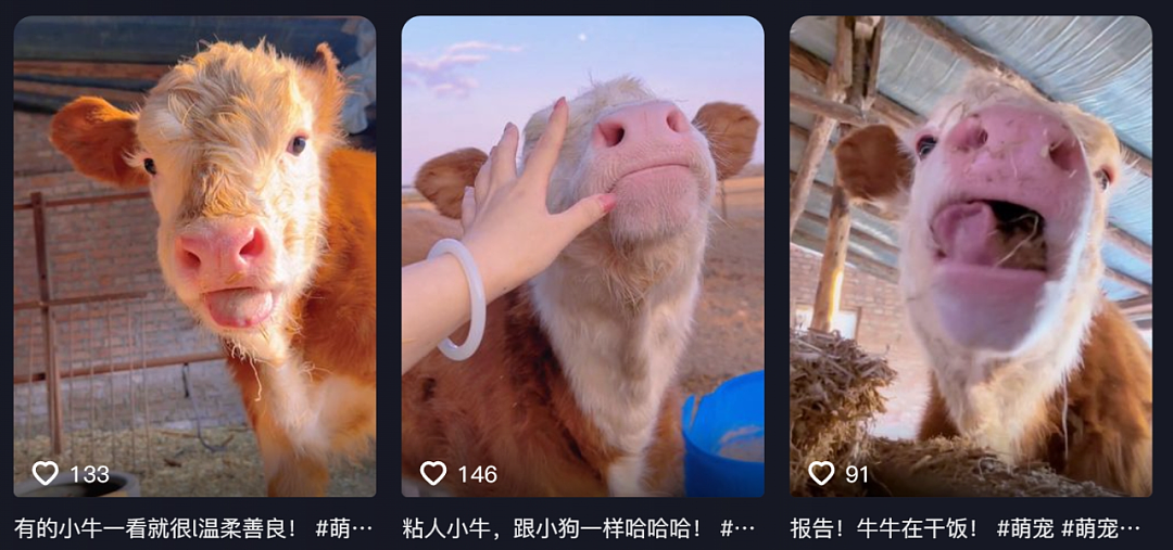 “不要小看牛马之间的羁绊啊”,都市人把村里的牛捧成新晋萌宠了(组图) - 19