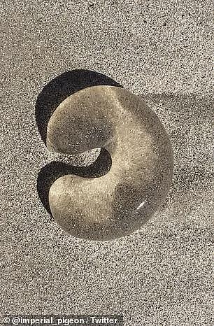 墨尔本海滩臭得待不下去!海藻一堆,民众被要求做这件事(组图) - 10