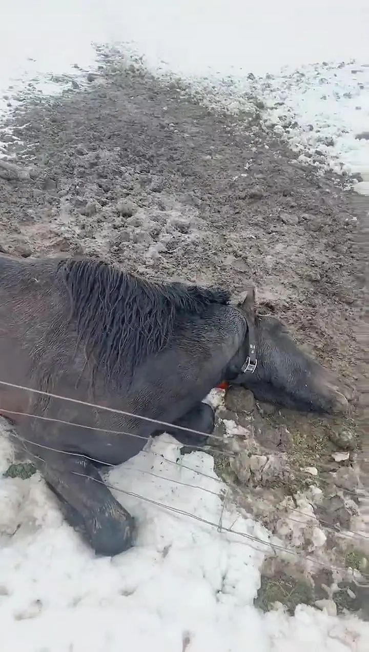 内蒙古一地5月突降大雪，多匹马被冻死！其中有较名贵“半血马”一匹价值5万元（组图） - 2
