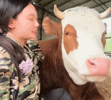 “不要小看牛马之间的羁绊啊”,都市人把村里的牛捧成新晋萌宠了(组图) - 23