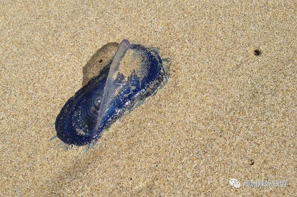 墨尔本海滩臭得待不下去!海藻一堆,民众被要求做这件事(组图) - 8