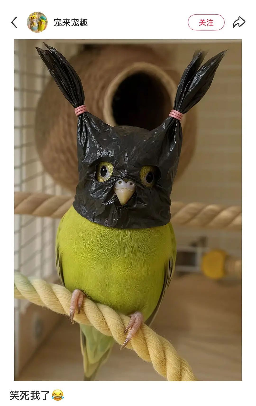 【爆笑】“电脑没关，上司和我的猫聊了一晚上......” 哈哈哈哈哈哈哈好精彩的对话（组图） - 71
