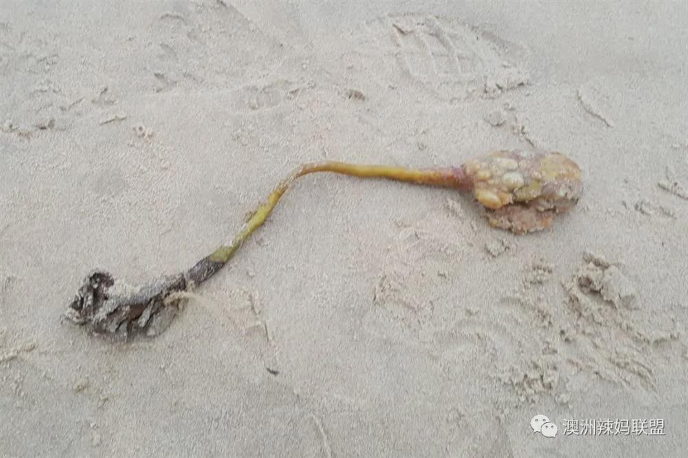 墨尔本海滩臭得待不下去!海藻一堆,民众被要求做这件事(组图) - 7
