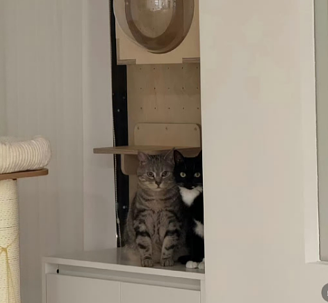 【爆笑】“电脑没关，上司和我的猫聊了一晚上......” 哈哈哈哈哈哈哈好精彩的对话（组图） - 64