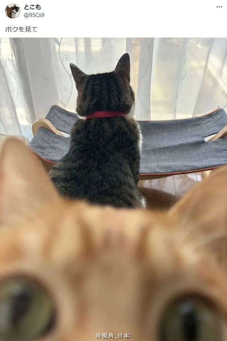 【爆笑】“电脑没关，上司和我的猫聊了一晚上......” 哈哈哈哈哈哈哈好精彩的对话（组图） - 45