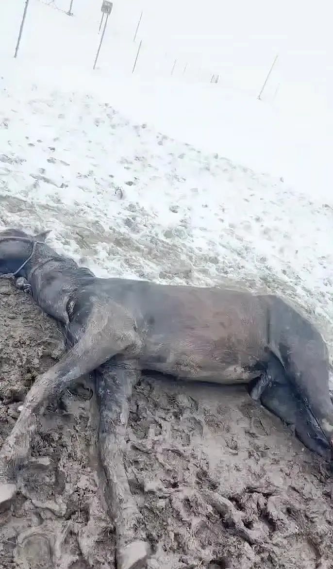 内蒙古一地5月突降大雪，多匹马被冻死！其中有较名贵“半血马”一匹价值5万元（组图） - 1