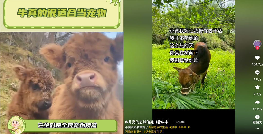 “不要小看牛马之间的羁绊啊”,都市人把村里的牛捧成新晋萌宠了(组图) - 2