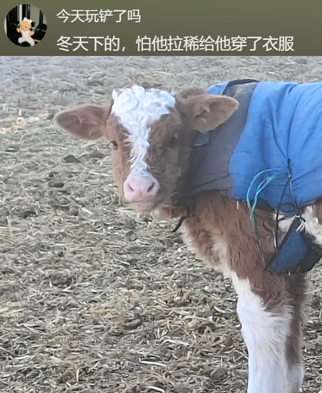 “不要小看牛马之间的羁绊啊”,都市人把村里的牛捧成新晋萌宠了(组图) - 27