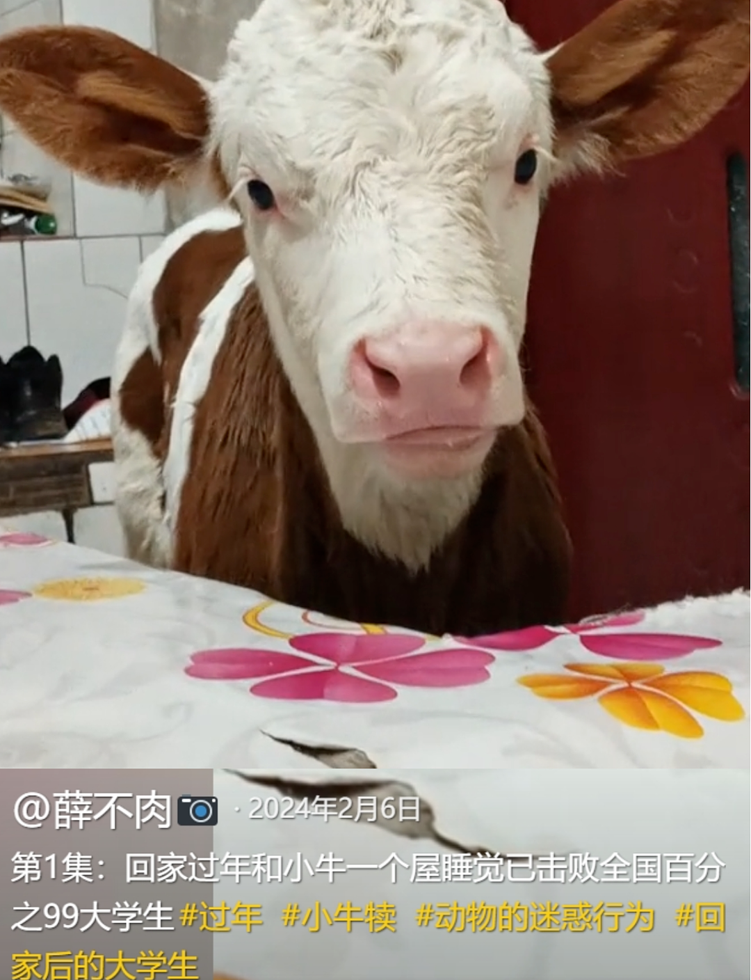 “不要小看牛马之间的羁绊啊”,都市人把村里的牛捧成新晋萌宠了(组图) - 18