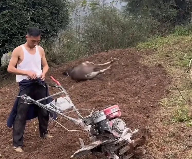 “不要小看牛马之间的羁绊啊”,都市人把村里的牛捧成新晋萌宠了(组图) - 14