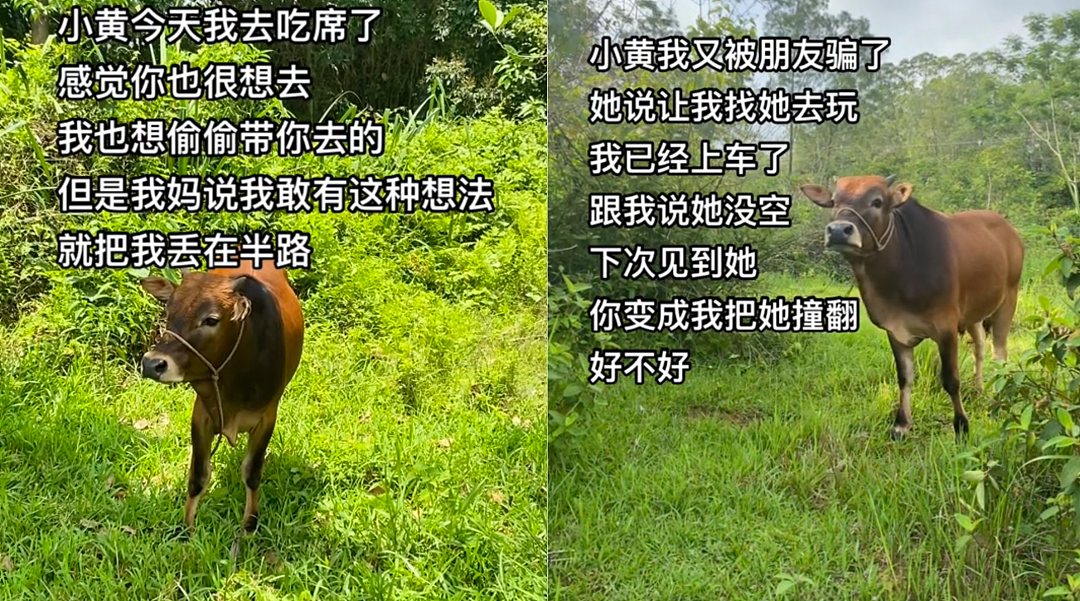 “不要小看牛马之间的羁绊啊”,都市人把村里的牛捧成新晋萌宠了(组图) - 30