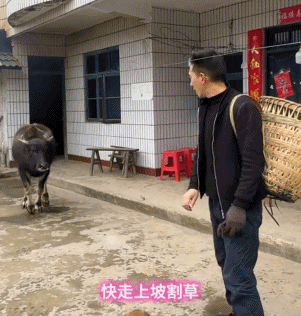 “不要小看牛马之间的羁绊啊”,都市人把村里的牛捧成新晋萌宠了(组图) - 15