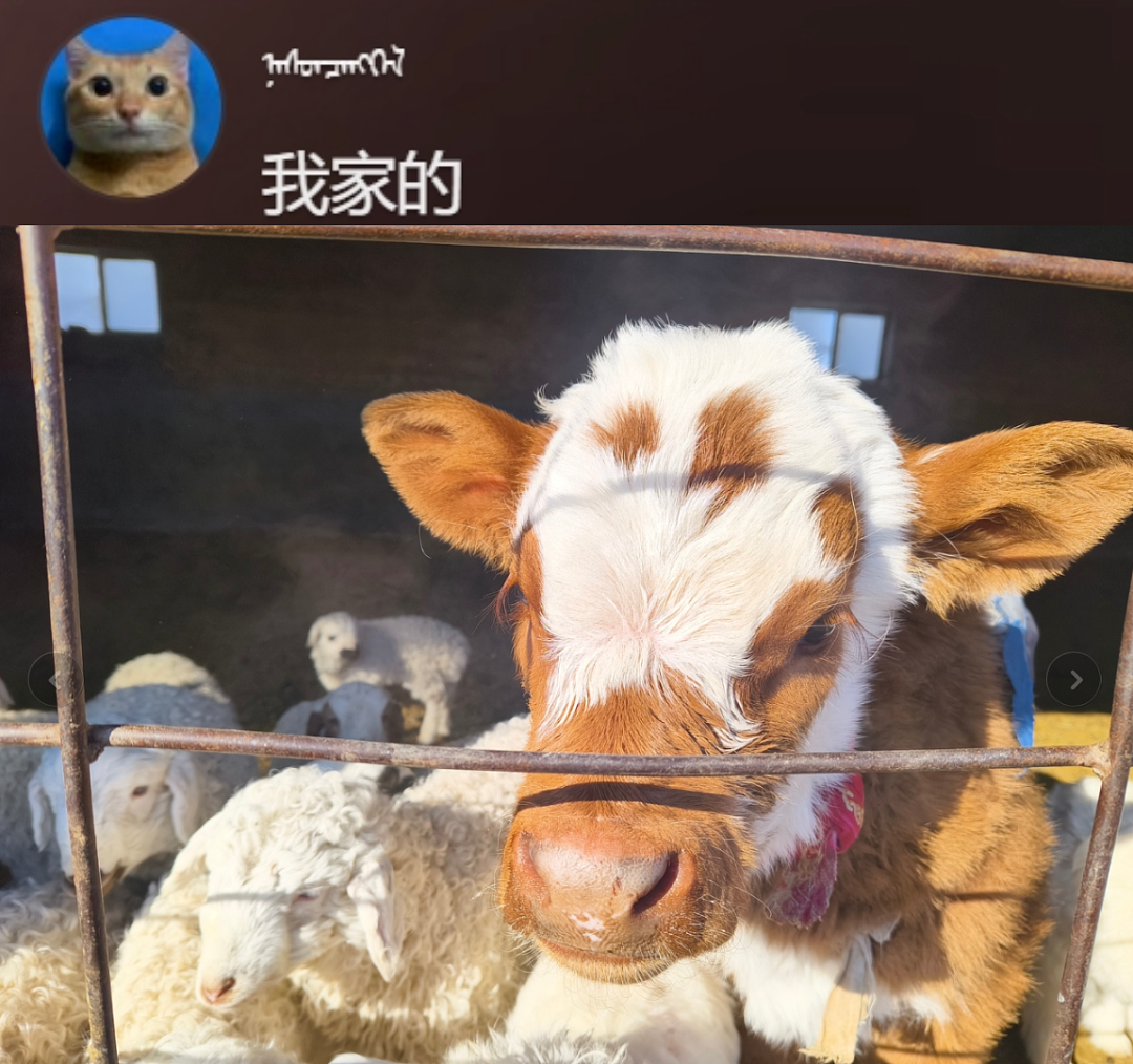 “不要小看牛马之间的羁绊啊”,都市人把村里的牛捧成新晋萌宠了(组图) - 10