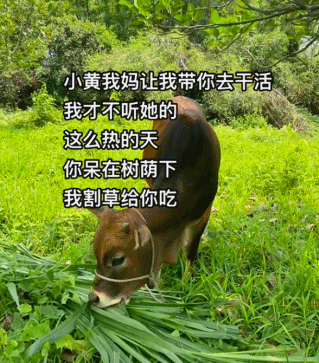“不要小看牛马之间的羁绊啊”,都市人把村里的牛捧成新晋萌宠了(组图) - 8