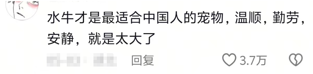 “不要小看牛马之间的羁绊啊”,都市人把村里的牛捧成新晋萌宠了(组图) - 4